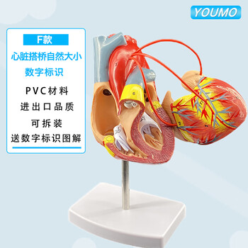 自然大心脏搭桥模型-送图解 34个