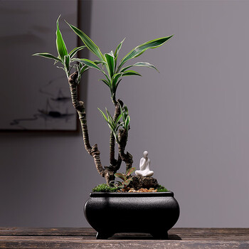 涞思芊品质保证巴西美人杆造型盆栽室内绿植复古美人桩观茎观叶植物好