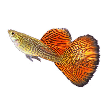 工匠头精品红蕾丝白子血红蕾丝孔雀鱼热带观赏鱼凤尾鱼大背大尾种鱼
