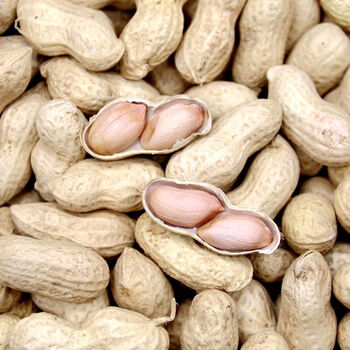 味巴哥mostdelicious2021生花生带壳种子级干花生农家晒干新鲜原味小