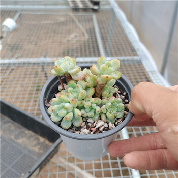 劳尔多肉植物盆栽香气萌肉肉春萌凝脂莲多头群生老桩罗琦香水劳尔绿植盆栽室内易养好成活劳尔老桩4 6头裸根发货 图片价格品牌报价 京东