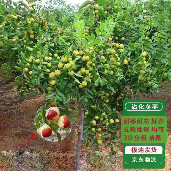 桫椤树苗型号规格- 京东