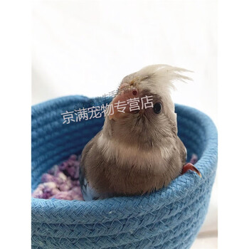 活鸟幼鸟上手派特玄风公母可放飞手说话原始验卡宠物 白脸珍珠中趴 纯