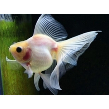 淡水鱼金鱼活体观赏鱼红白鎏金长尾鎏金高背鎏金樱花米白长尾鎏金810