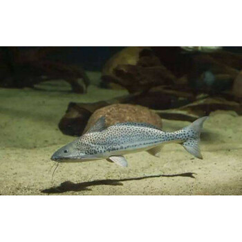 秋颖楠苑秋颖撒旦鸭嘴 东沙鸭嘴30-33厘米