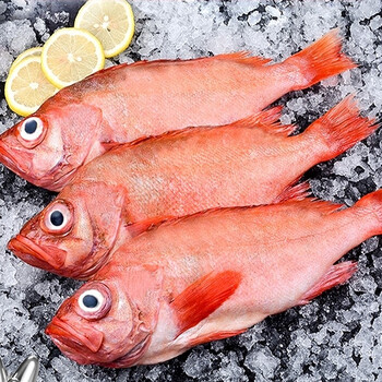 顺丰冷运源外园海鱼新鲜红石斑鱼富贵鱼新鲜大眼鱼深海海鲜水产鲜活八