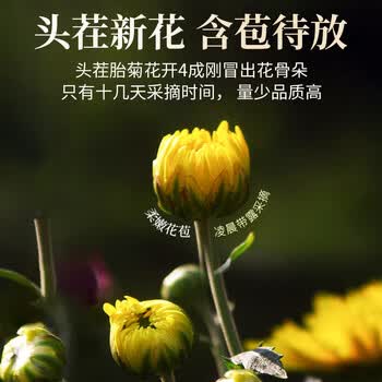 同仁堂（TRT）胎菊桐乡头茬含苞特级无熏硫菊花泡茶100g/罐