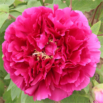 牡丹盆栽地栽绿植根系发达易成活四季花卉绿植带芽孢庭院阳台a9红麒麟