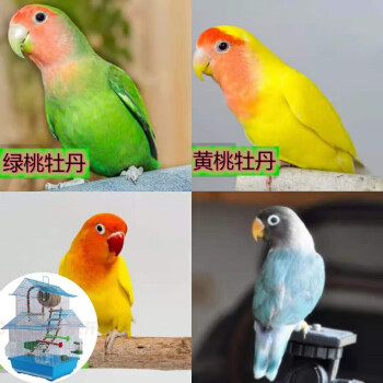 牡丹鸚鵡活體寵物虎皮鸚鵡玄鳳牡丹觀賞鳥活體家養寵物鳥活物小鳥虎皮