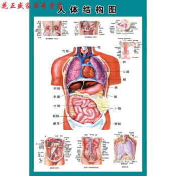 定制人体内脏解剖系统示意图医学宣传挂图人体器官心脏结构图医院海报