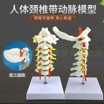 颈椎模型价格报价行情- 京东