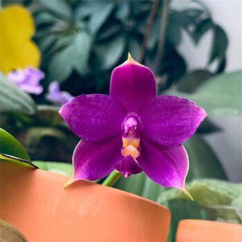 胡蝶兰花蝴蝶兰花苗盆栽带花苞带花剑兰花大苗客厅室内植物花卉四季香狗 小花带花剑 带盆栽好 图片价格品牌报价 京东