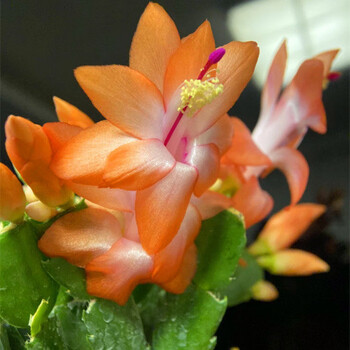 多色带花苞蟹爪兰盆栽进口种花卉植物室内花卉螃蟹抓花蟹爪莲 海滨12