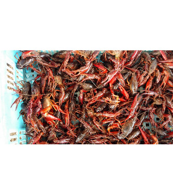 江苏新款盱眙小龙虾清水养殖新鲜活虾散买规格1份3斤