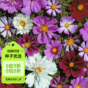 虹越 花卉种子春夏播花园庭院菊类花种波斯菊各类混色 图片价格品牌报价 京东 虹越 花卉种子春夏播花园庭院菊类花种波斯菊各类混色 图片价格品牌报价 京东