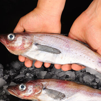 精选鲜活速冻明太鱼新鲜明太鱼冷冻明太鱼大棒鱼3斤实惠装