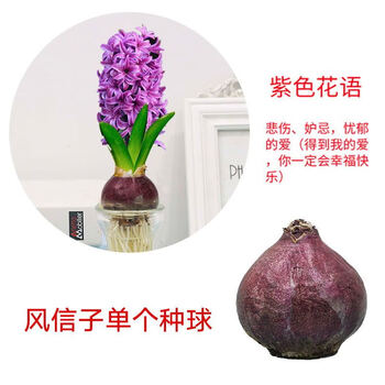 好运马风信子种球已发芽水养花四季易活室内水培花卉植物盆栽水仙花种子紫色风信子球1个不含盆 图片价格品牌报价 京东