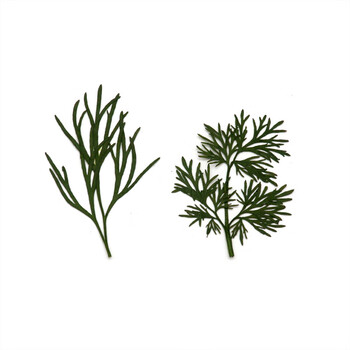 各种天然叶子集教学标本幼儿园diy干树叶植物贴画拼画树叶相框千鸟叶