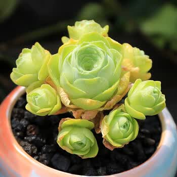 黄色系金色多肉多肉植物带香味达摩宝珠达摩福娘春萌姬红花月黄金山地玫瑰黄金山地玫瑰多头现在偏绿 图片价格品牌报价 京东