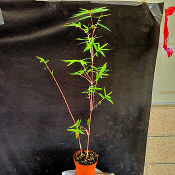 日本红观音竹红竹苗小琴丝竹有竖纹观赏竹子虎舌红苗姬虎耳草血茅花园庭院景观绿植盆栽四季好