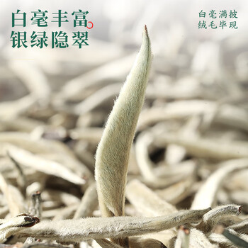 七春白毫银针 250g白茶罐装散茶叶可泡陈皮自喝特产地级父亲节送长辈