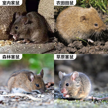 鼠道难 世双鼠靶老鼠药灭鼠家用耗子捕鼠杀鼠剂老鼠药5包