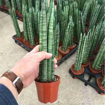 意轩圆叶虎尾兰佛前香棒叶石笔佛手棒叶观叶植物盆栽盆景奇趣花房 圆叶虎尾兰30cm高5颗