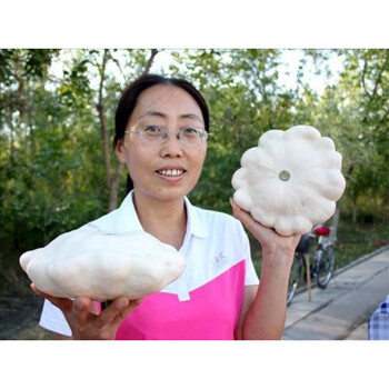 华德 金飞碟瓜种子 可盆栽 观赏可食用 新奇特异蔬菜瓜果种子 白飞碟