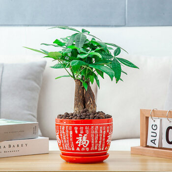 中梦发财树盆栽植物室内客厅绿植小盆景办公室小盆栽花卉z6大号红福瓷