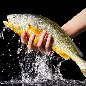 六鲜钓海旗舰店宁德大黄鱼新鲜深海大黄花鱼鲜活速冻海鲜水产鱼类生鲜