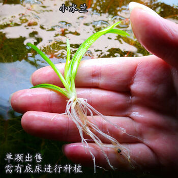 水族鱼缸活体水草前景草坪新珍珠爬地草皮挖耳迷你矮叉柱花小水兰 5颗1组 无需co2 图片价格品牌报价 京东 水族鱼缸活体水草前景草坪新珍珠爬地草皮挖耳迷你矮叉柱花小水兰 5颗1组 无需co2 图片价格品牌报价 京东