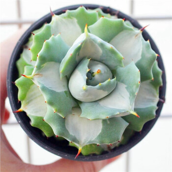 龙舌兰植物盆栽花卉 大型庭院吉祥冠锦桌面老桩好养耐旱造景绿植 白