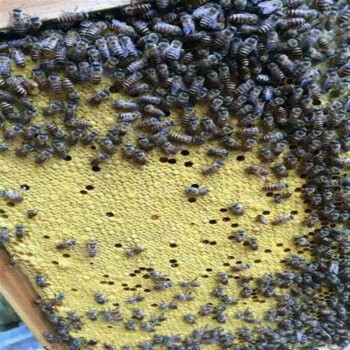 蜜蜂蜂群品牌及商品- 京东