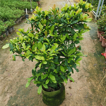 神秘果苗果树四季南方带花带果神奇果树变味果南方当年结果盆栽苗神秘