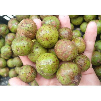 仁面果腌制果人面子人面果仁面子仁稔银莲果腌制原味500g 【2斤】