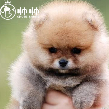 保障30天 博美犬博美幼犬茶杯犬黄色白色宠物狗活体长不大的可爱茶杯狗搏美哈多利系球体俊介狗狗小狗崽宠物级博美犬 图片价格品牌报价 京东