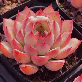 多肉 多肉植物 超大荷花多肉植物单头群生花月夜莲花座室内办公花卉