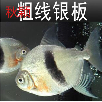 秋颖粗线银板鱼活体白子银板黑桃a银板虎纹银板龙鱼配鱼大型观赏鱼专用饲料0g 图片价格品牌报价 京东