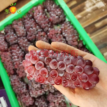 吉娃娃葡萄袖珍小葡萄小无籽葡萄当季新鲜孕妇水果1000g