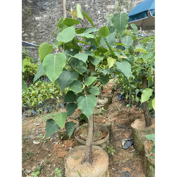 菩提树苗金刚菩提子盆栽风景树苗佛树名贵树庭院绿化 菩提树苗10-20