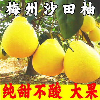 柚满园【纯甜不酸】梅州沙田柚子正宗特产广东金柚碌柚新鲜水果沙甜柚 大果2个带箱4.5-5斤【图片 价格 品牌 报价】-京东