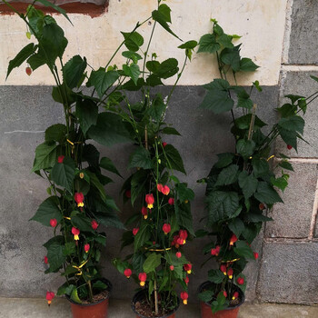藤本花卉悬风铃花蔓性红灯笼花盆栽藤蔓植物庭院阳台爬藤四季大苗分叉多1 1 1米长 图片价格品牌报价 京东