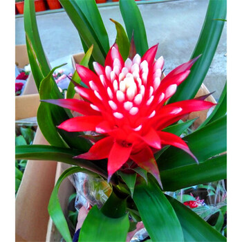 白色高40cm左右 白雪公主 含盆