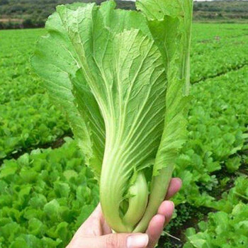 芥菜种子大叶水东春夏秋季播种菜蔬莱菜子四川大肉青泡菜种籽疏青梅菜