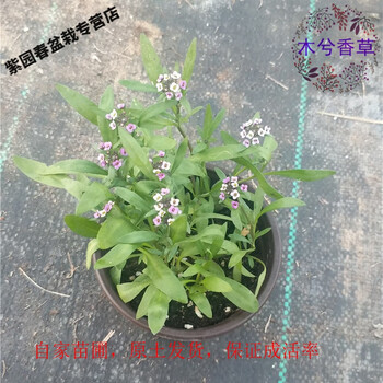 园艺香雪球苗盆栽阳台庭院室内开花绿植芳香耐寒好养易活花苞多花期长香雪球粉白大苗不含盆 图片价格品牌报价 京东