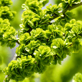 顺丰2022年洋槐花新鲜榆钱串子新鲜花骨朵食用嫩花苞3斤榆钱