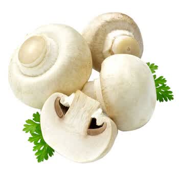 新鲜白蘑菇双孢蘑菇500g食用白色小蘑菇火锅食材口蘑 白色 500g