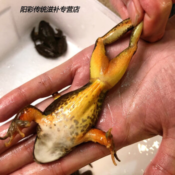 东北活林蛙鲜活母林蛙母蛤蟆母豹子籽多油多一斤 1斤装(每斤18-20只)