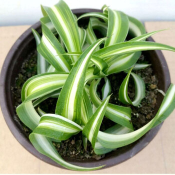 金心卷叶吊兰法国女郎邦尼室内外阳台水培  c7 迷你法国女郎【1到2棵