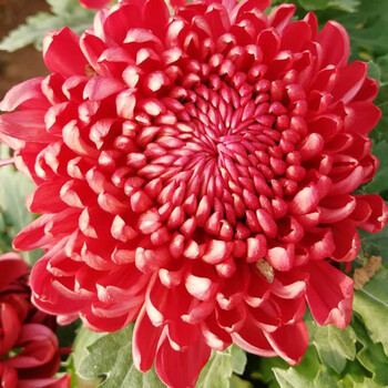 盆栽带花苞花卉盆栽乒乓菊室内花卉绿植四季开花菊花耐寒植物红绣球